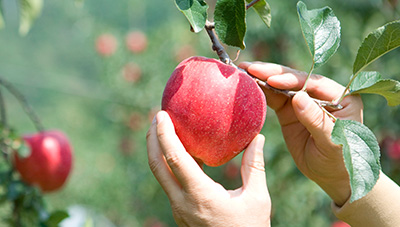 사과·배 꽃 피기 전 과수화상병 방제 예방 효과 높아