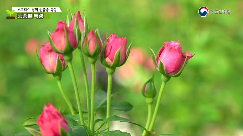 품종별 특성
