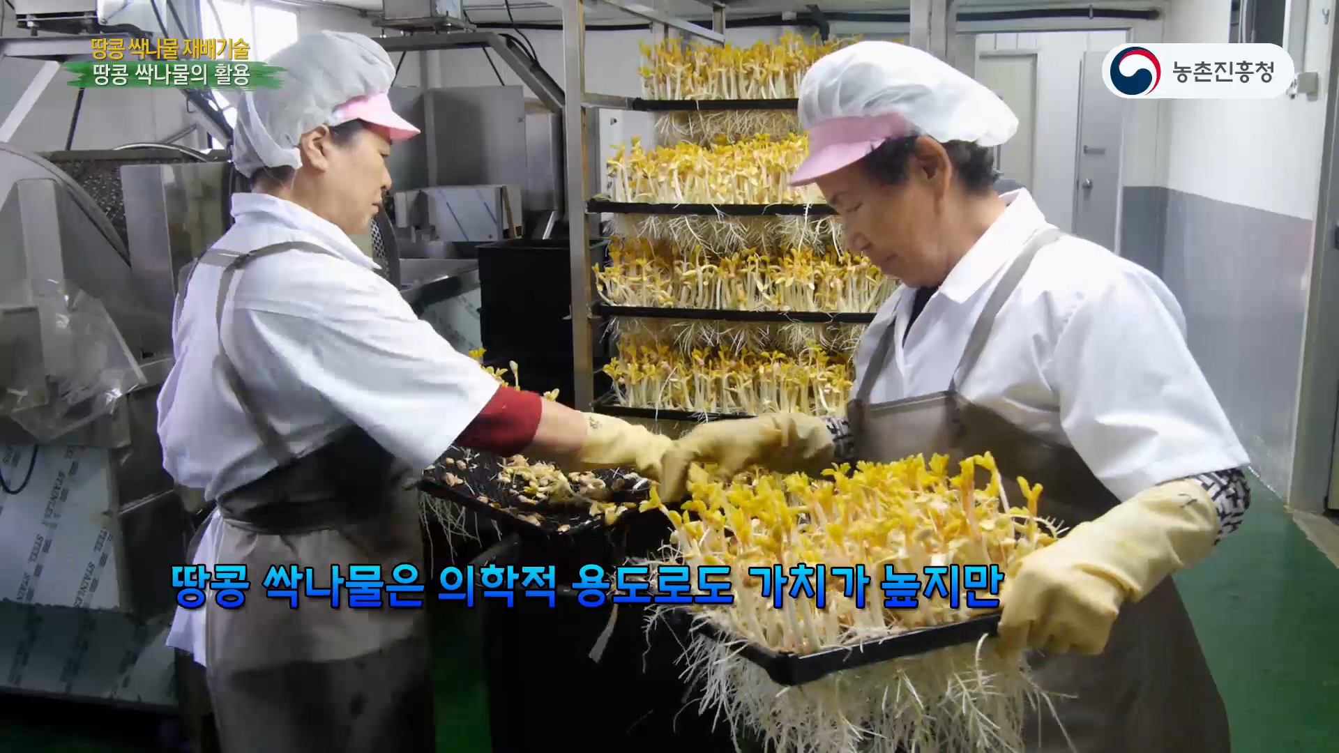 땅콩 싹나물 재배기술