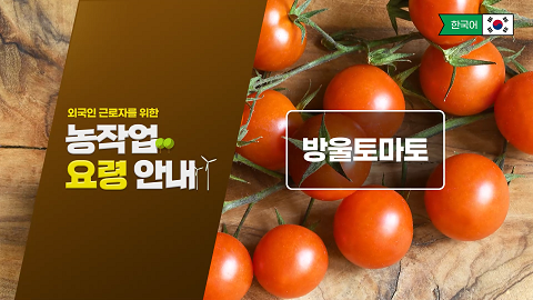 동영상 썸네일 이미지 :외국인 근로자를 위한 농작업 요령 안내(방울토마토)