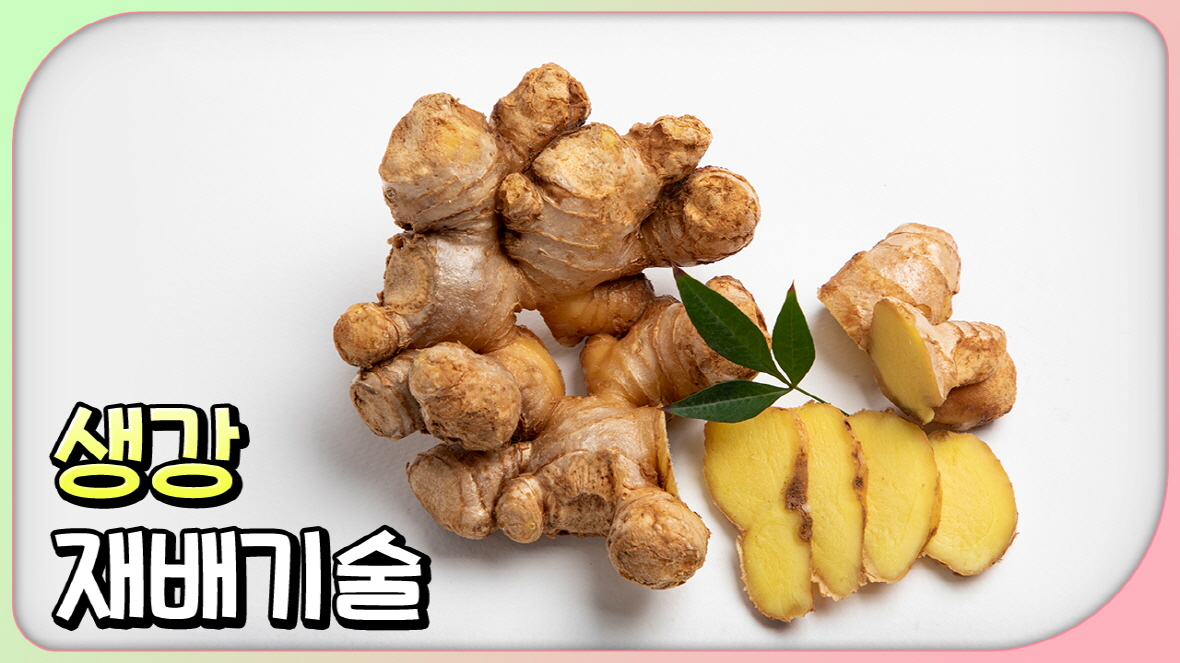동영상 썸네일 이미지 :생강 재배기술