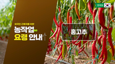 동영상 썸네일 이미지 :외국인 근로자를 위한 농작업 요령 안내 - 홍고추