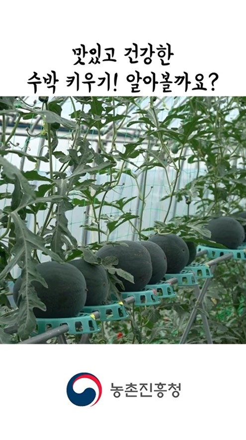 동영상 썸네일 이미지 :예쁘고 맛있는 수박 어떻게 키우지?
