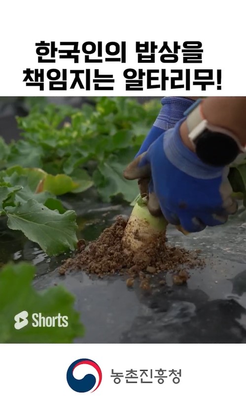 동영상 썸네일 이미지 :알타리무는 어떻게 재배할까