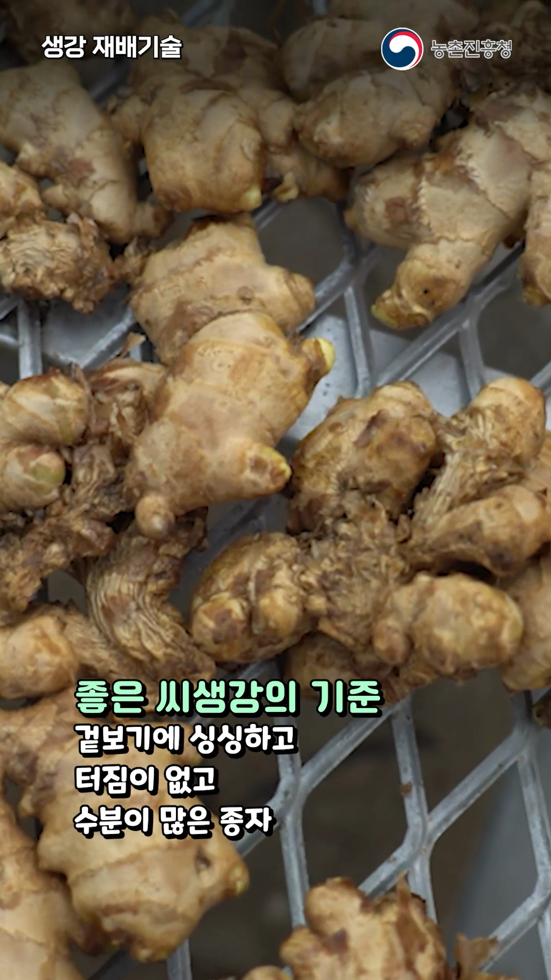 동영상 썸네일 이미지 :싱싱한 생강은 소리로도 구분할 수 있습니다