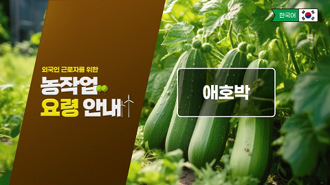 동영상 썸네일 이미지 :외국인 근로자를 위한 농작업 요령 안내(애호박)