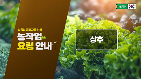 동영상 썸네일 이미지 :외국인 근로자를 위한 농작업 요령 안내(상추)
