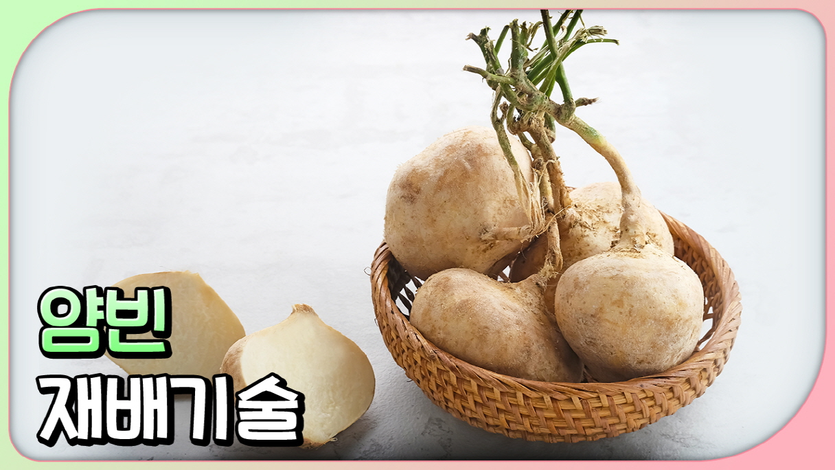 동영상 썸네일 이미지 :얌빈 재배기술