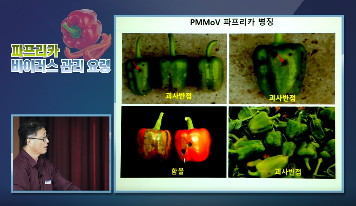 동영상 썸네일 이미지 :파프리카 바이러스병 관리