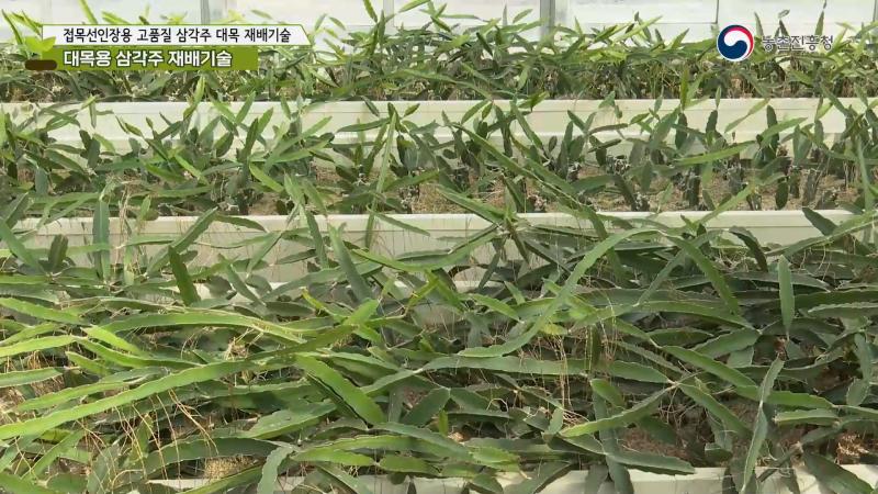1. 대목용 삼각주 재배기술