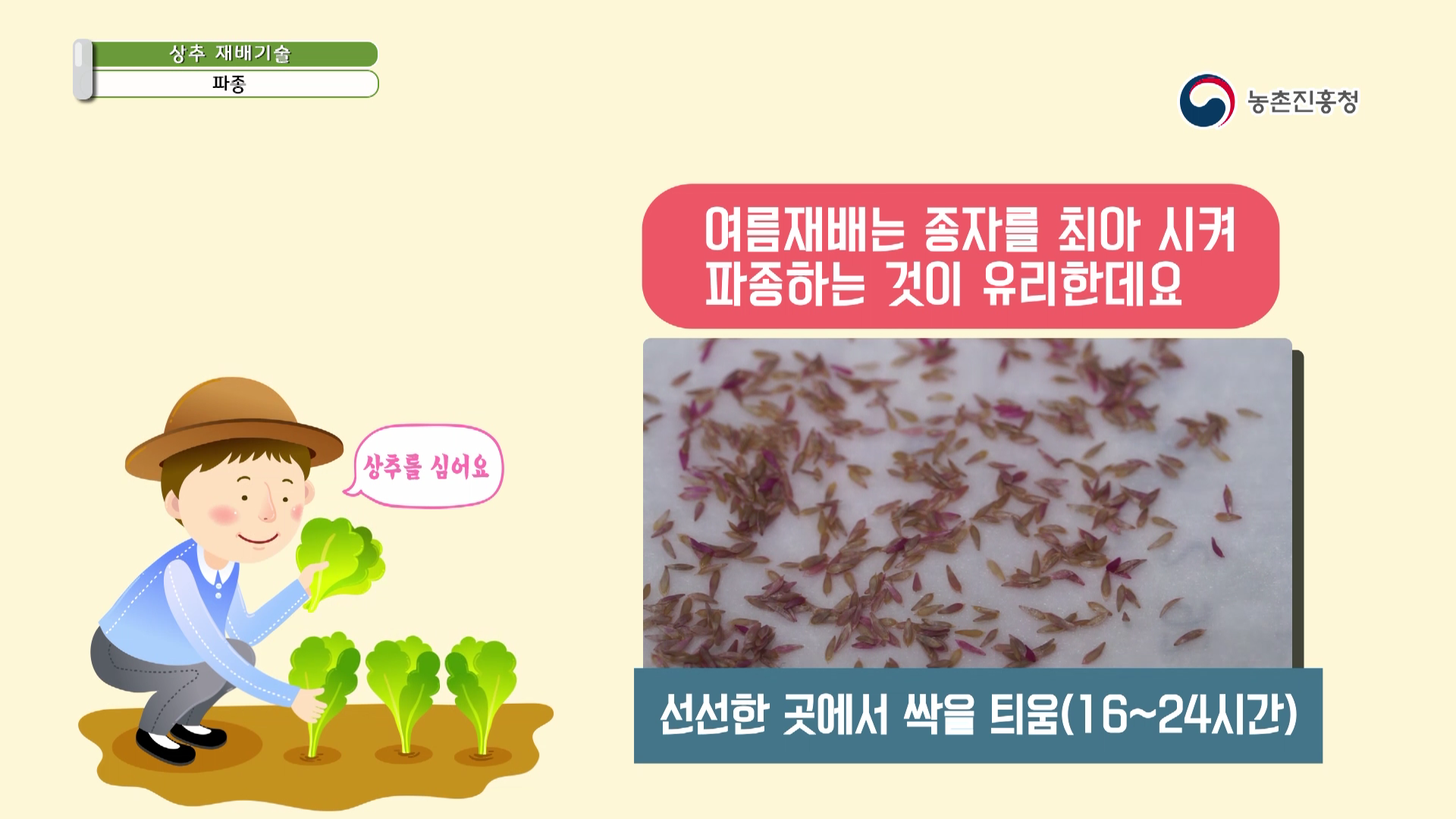 동영상 썸네일 이미지 :상추 재배기술