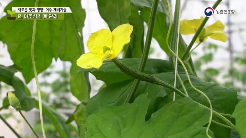 아주심기 후 관리