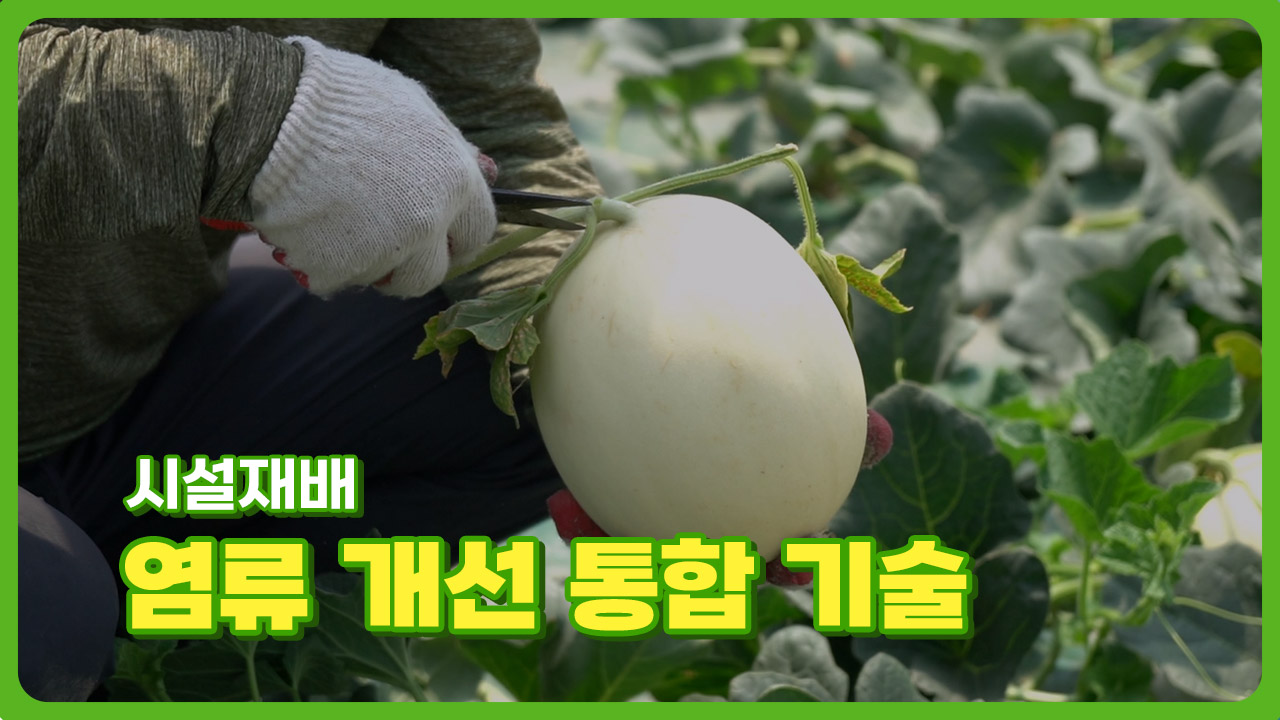 동영상 썸네일 이미지 :시설재배 염류 개선 통합 기술 