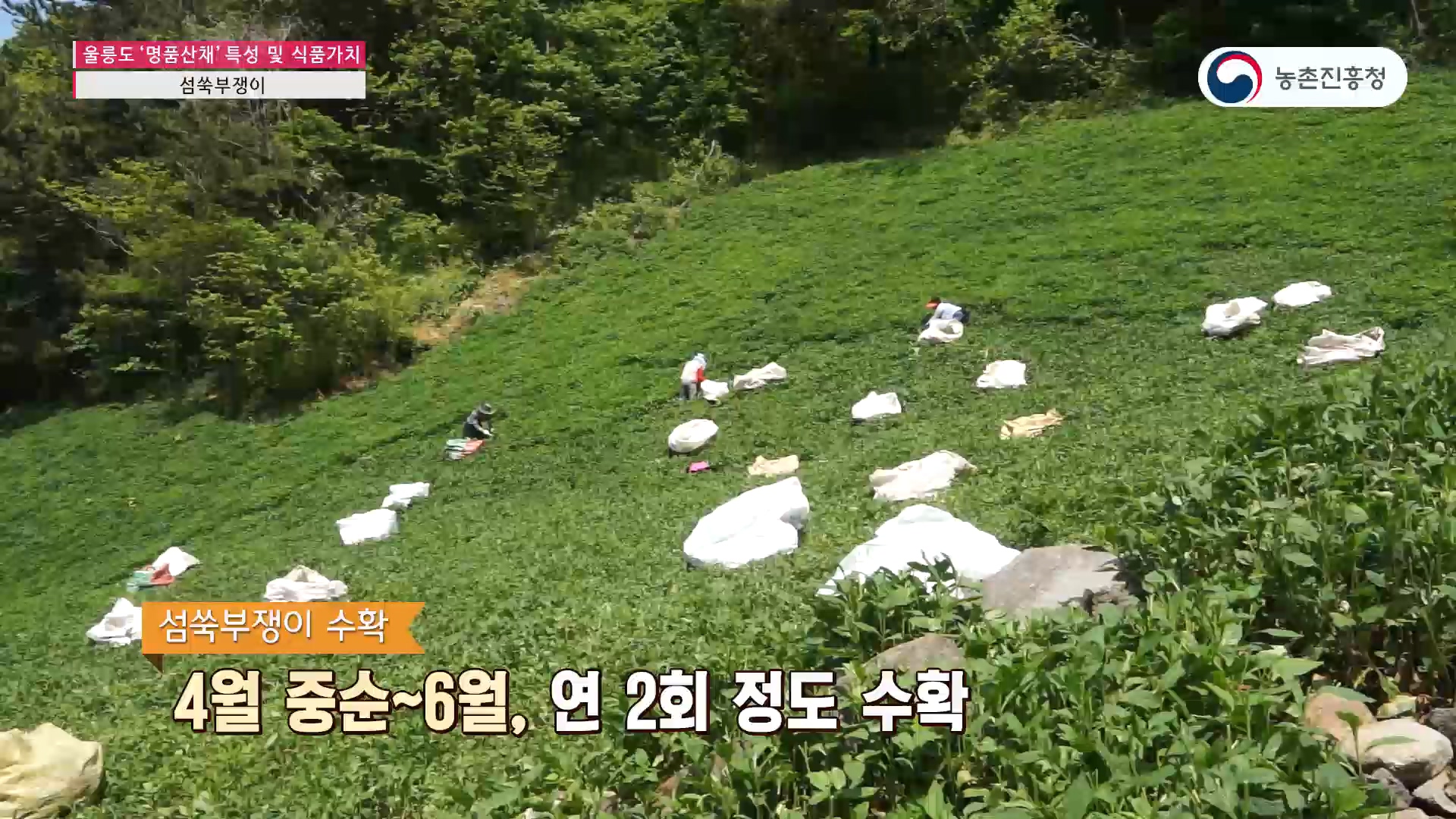 동영상 썸네일 이미지 :울릉도 명품산채 특성 및 식품가치