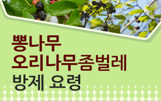 뽕나무오리나무 좀벌레 방제 요령