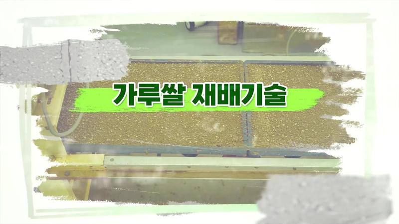 가루쌀 재배기술