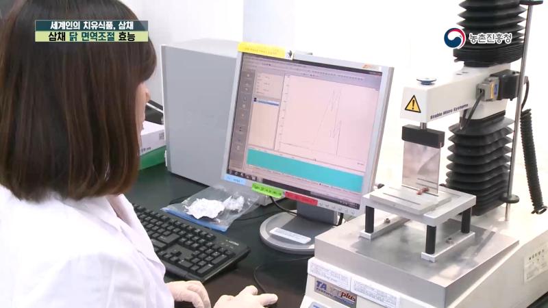 3. 삼채 닭 면역조절 효능