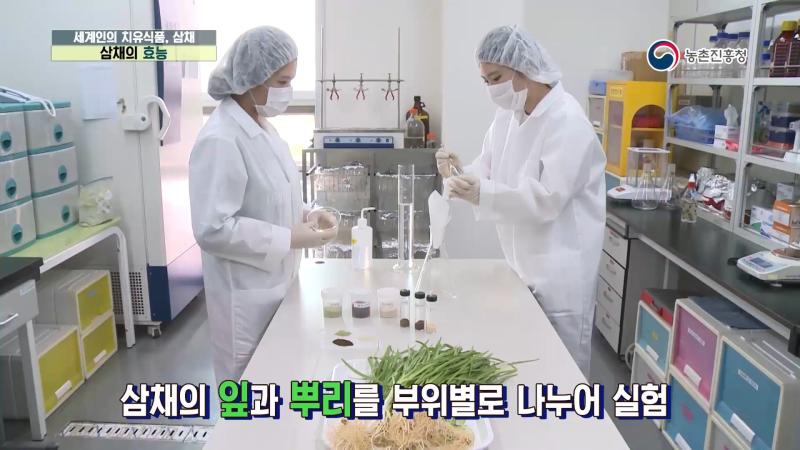 2. 삼채의 효능