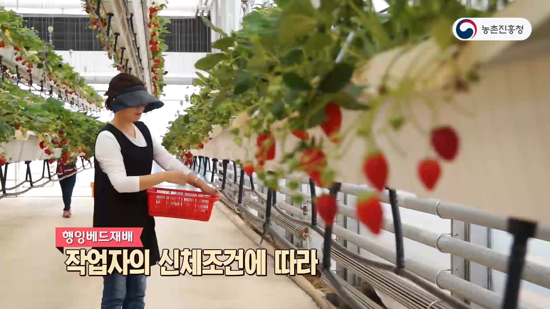 동영상 썸네일 이미지 :시설딸기 행잉베드 재배시스템 개발