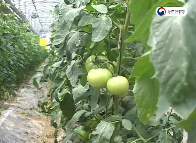 동영상 썸네일 이미지 :토마토 재배기술