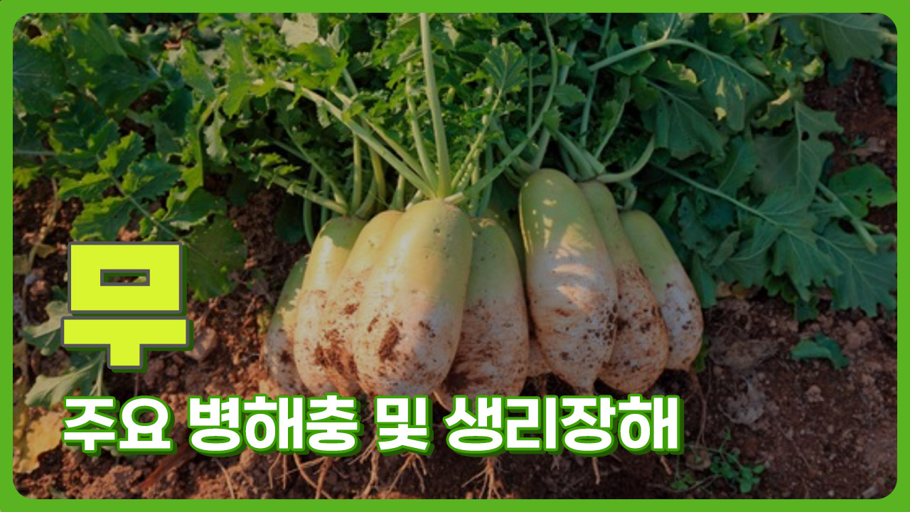 동영상 썸네일 이미지 :무 주요 병해충 및 생리장해