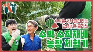 동영상 썸네일 이미지 :상상은 현실이 된다? 수직으로 자라는 수박! 수박농장 체험기 / 요즘농촌N