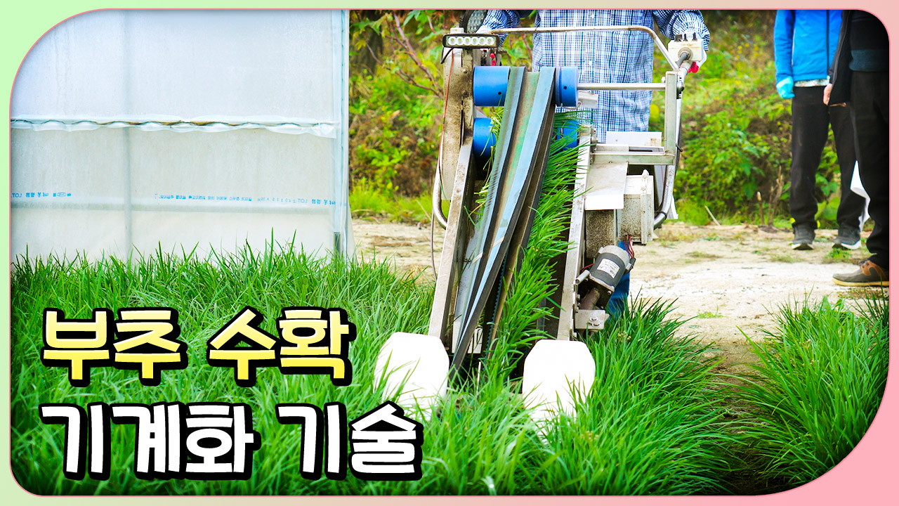 동영상 썸네일 이미지 :부추 수확 기계화 기술