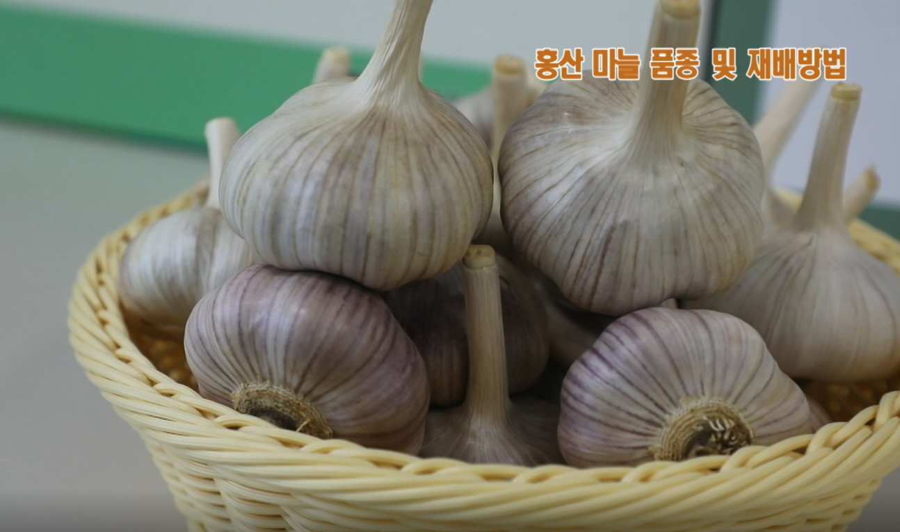 동영상 썸네일 이미지 :홍산 마늘 특징 및 가공