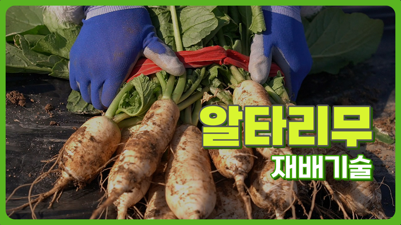 동영상 썸네일 이미지 :알타리무 재배기술
