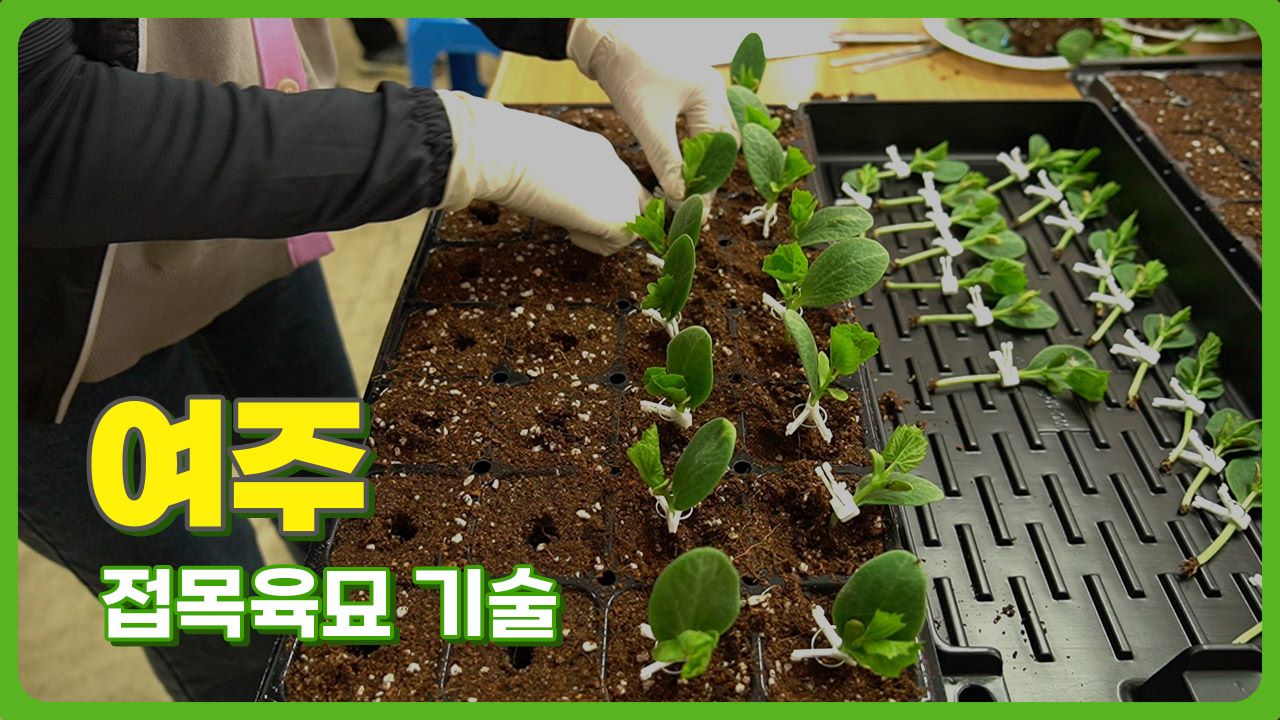 동영상 썸네일 이미지 :여주 접목육묘 기술
