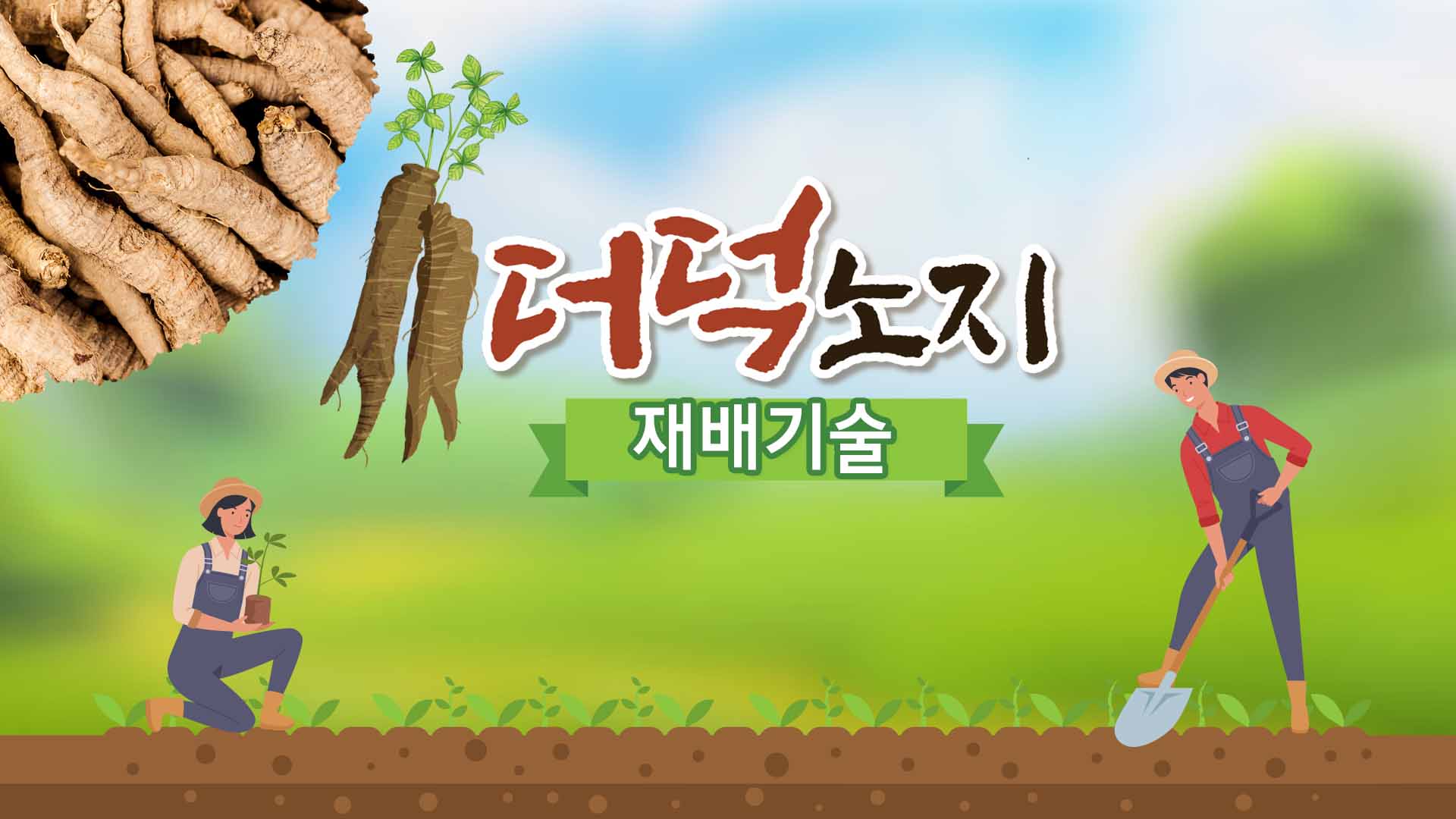 동영상 썸네일 이미지 :더덕 노지 재배기술