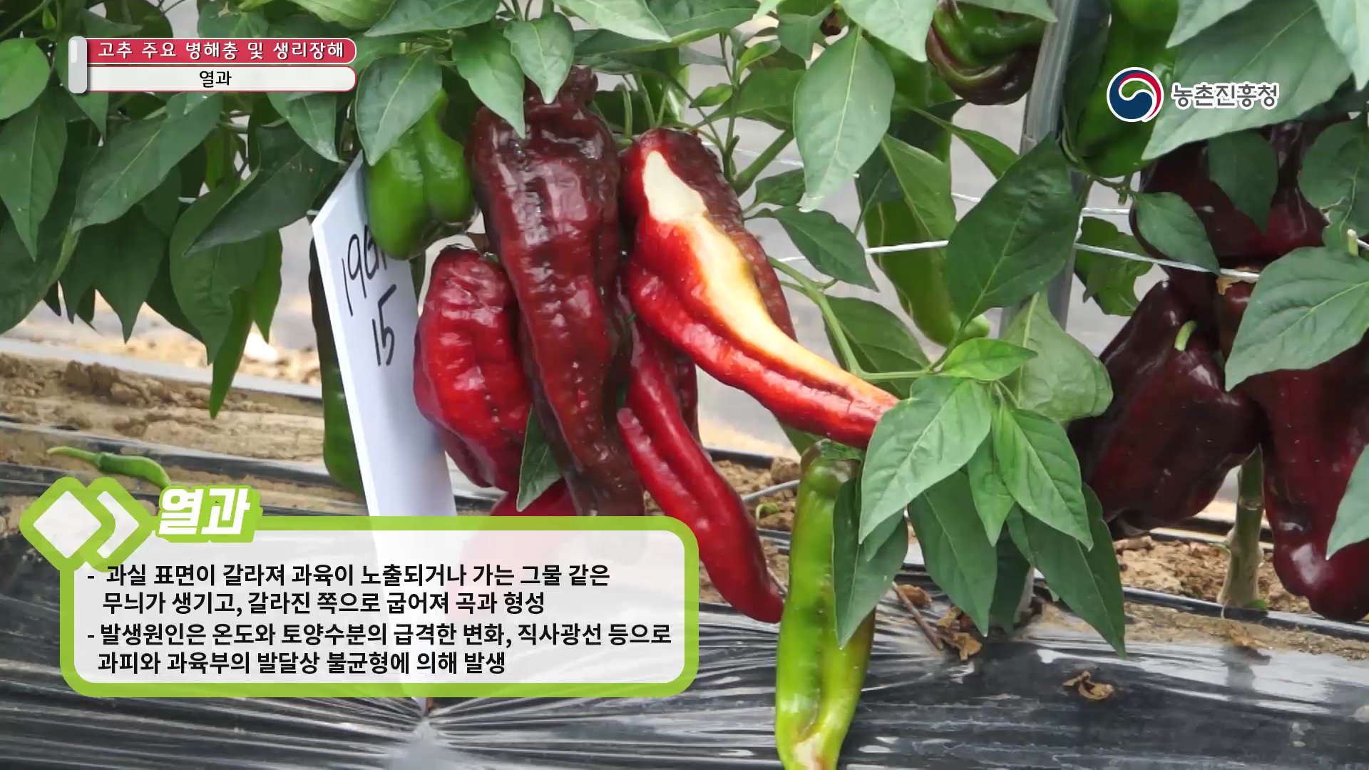 동영상 썸네일 이미지 :고추 주요 병해충 및 생리장해