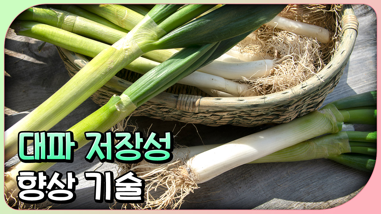 동영상 썸네일 이미지 :대파 저장성 향상 기술