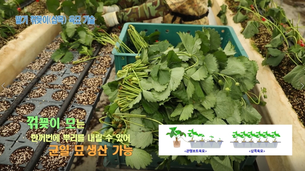 동영상 썸네일 이미지 :딸기 꺾꽂이(삽목) 육묘 기술