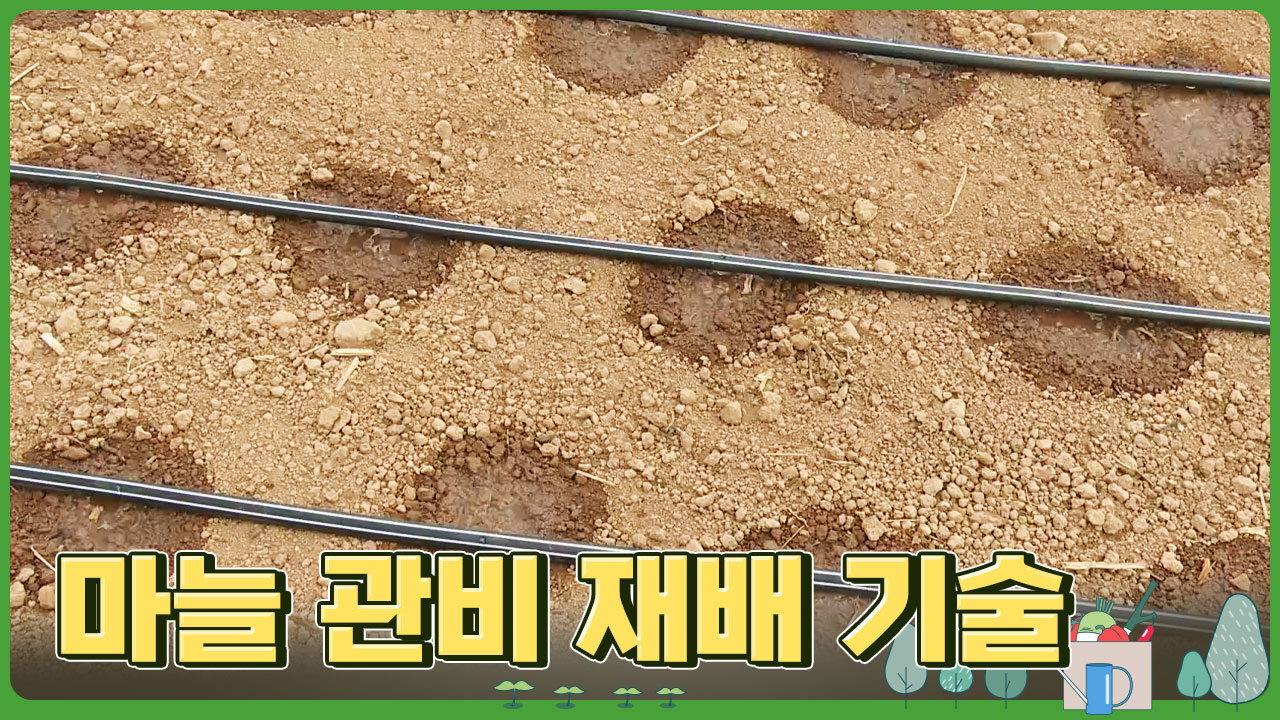 동영상 썸네일 이미지 :마늘 관비 재배기술
