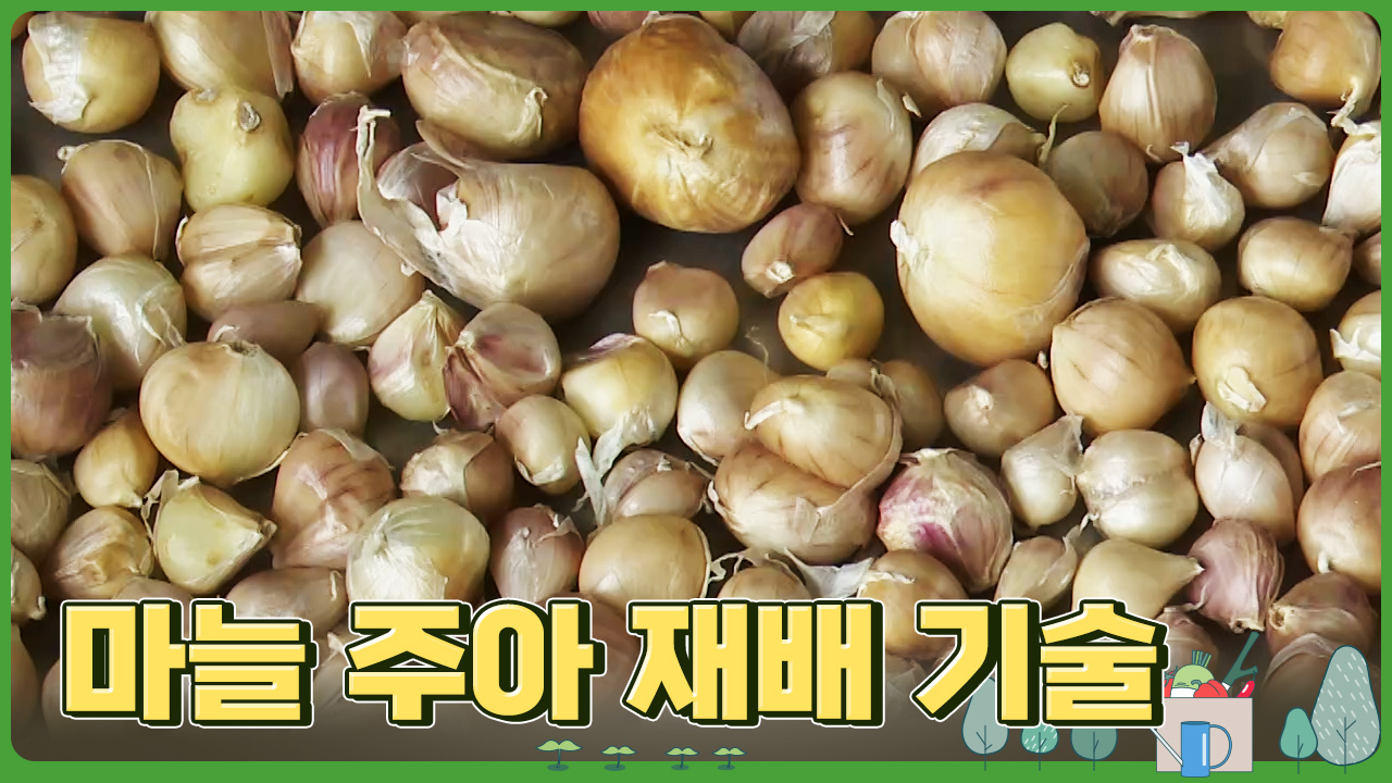 동영상 썸네일 이미지 :마늘 주아 재배 기술