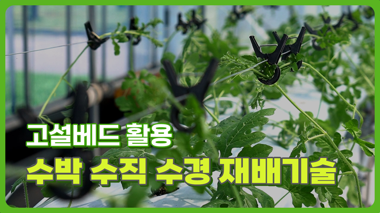 동영상 썸네일 이미지 :고설베드 활용 수박 수직 수경 재배기술