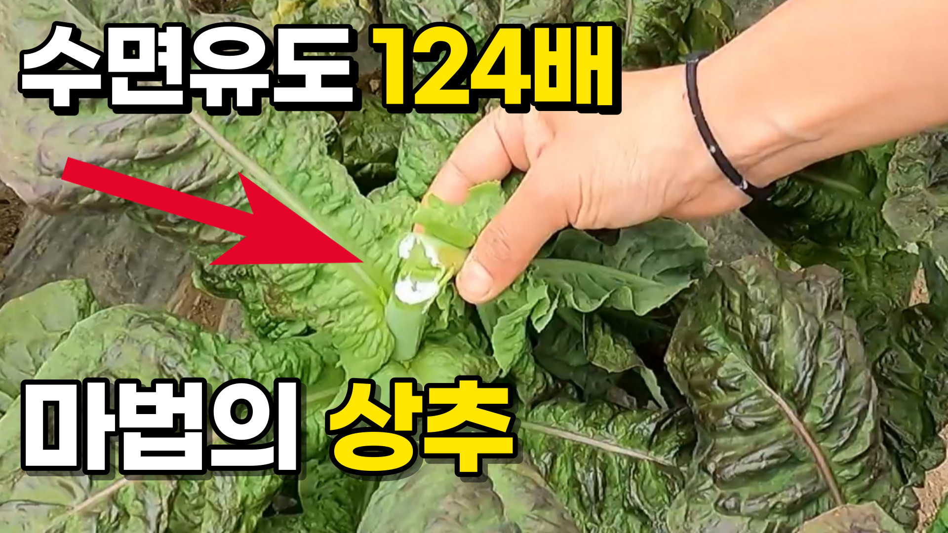 동영상 썸네일 이미지 :먹으면 꿀잠자는 신품종 상추 흑하랑의 비밀_귀농의신
