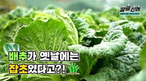 동영상 썸네일 이미지 :[알쓸신농] 한국인의 소울푸드 김치! 그런데 배추가 옛날에는 잡초였다?!