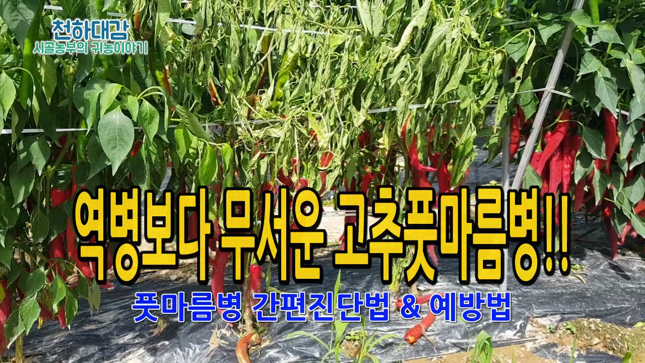 동영상 썸네일 이미지 :(with 천하대감시골농부) 역병보다 더무서운 고추풋마름병 간편진단법 및 예방법