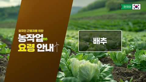 동영상 썸네일 이미지 :외국인 근로자를 위한 농작업 요령 안내(배추)