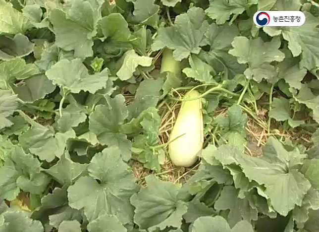 동영상 썸네일 이미지 :흰참외 재배기술