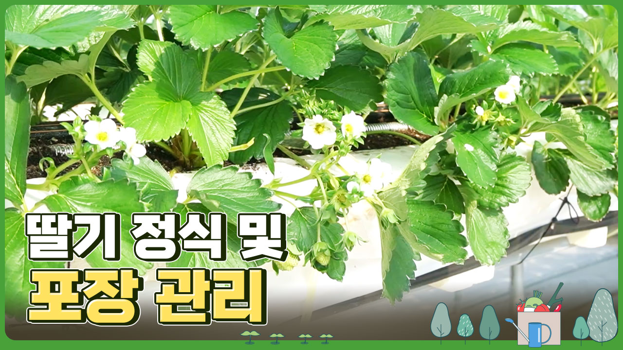 동영상 썸네일 이미지 :딸기 정식 및 포장 관리