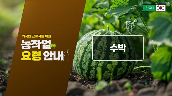 동영상 썸네일 이미지 :외국인 근로자를 위한 농작업 요령 안내 - 수박