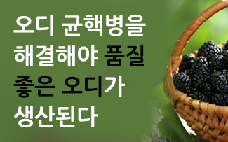 오디 균핵병을 해결해야  품질 좋은 오디가 생산된다