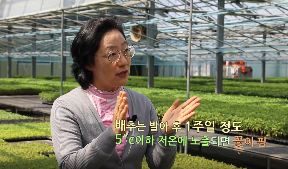 동영상 썸네일 이미지 :봄배추 육묘 요령