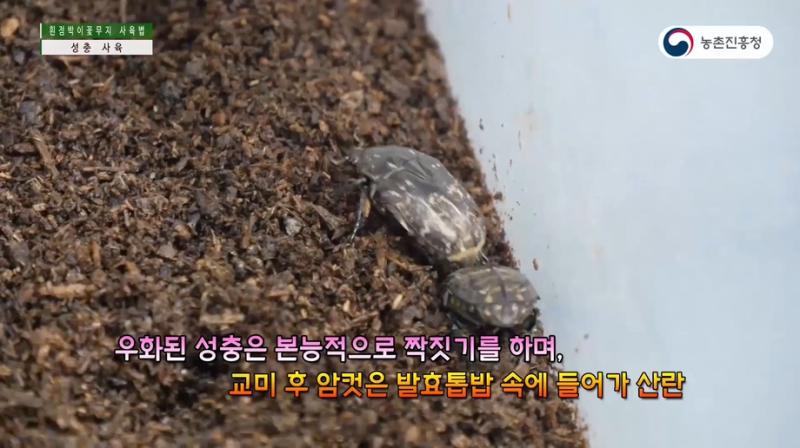 5_흰점박이꽃무지 발육단계별 사육기술 - 성충사육