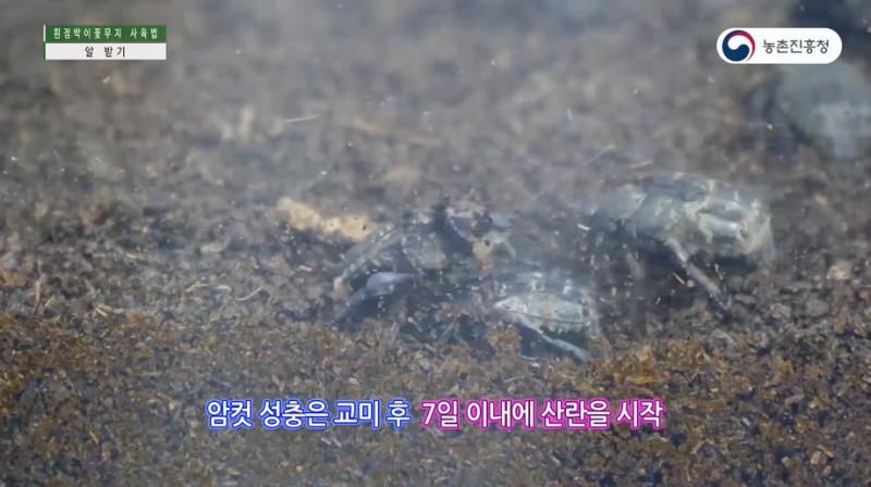 2_흰점박이꽃무지 발육단계별 사육기술 - 알받기