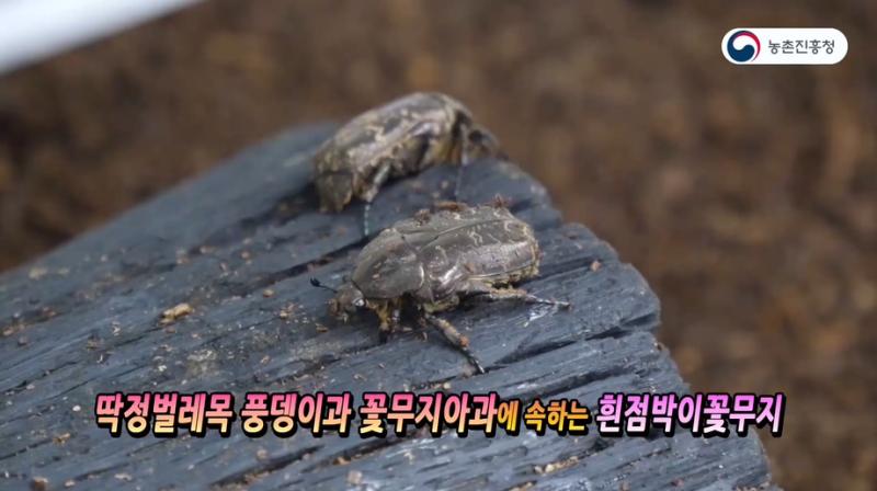 1_흰점박이꽃무지의 생태