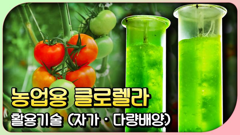 농업용 클로렐라 활용기술
